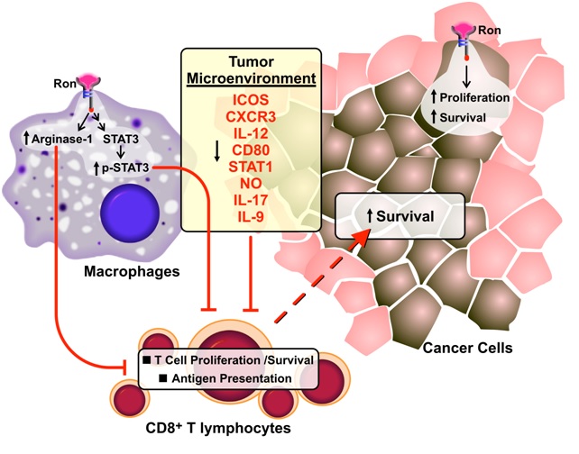 immunosuppressive-role immunosuppressive-role