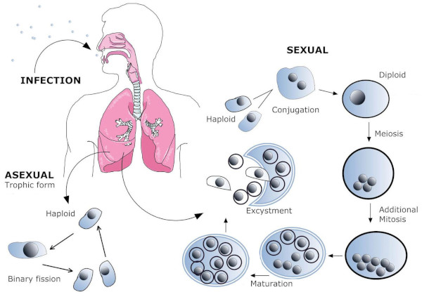 Proposed life cycle of Pneumocystis of Pneumocystis jirovecii Proposed life cycle of Pneumocystis of Pneumocystis jirovecii