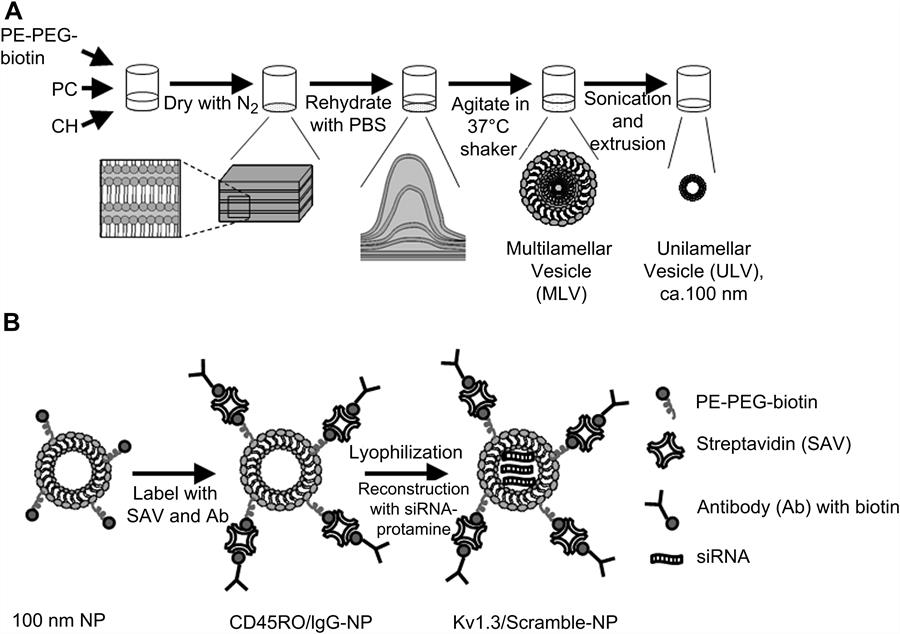 nanoparticle-scheme nanoparticle-scheme
