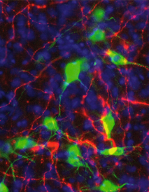 neuro